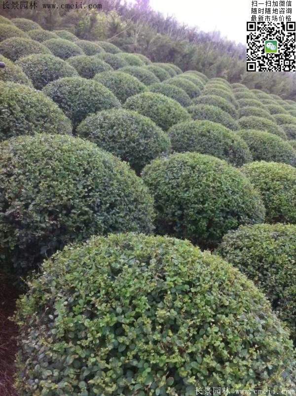 小葉女貞球--長(zhǎng)景園林 小葉女貞球--長(zhǎng)景園林