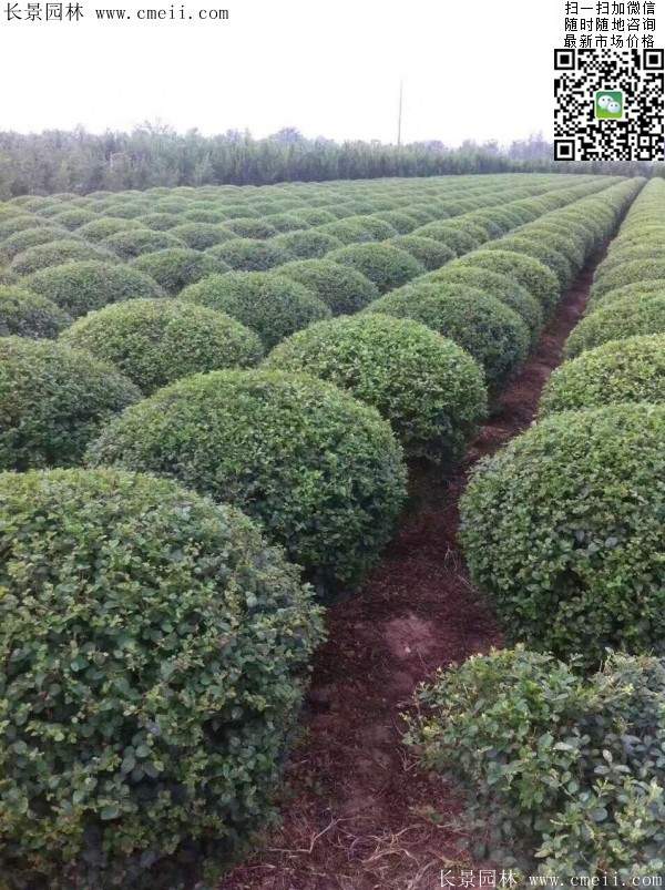 小葉女貞球--長(zhǎng)景園林 小葉女貞球--長(zhǎng)景園林