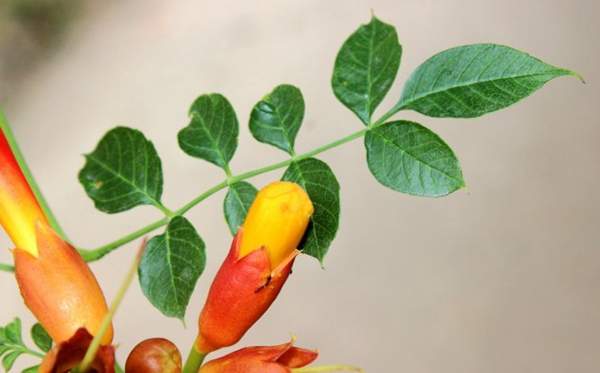 美國凌霄花的葉片 美國凌霄花的葉片