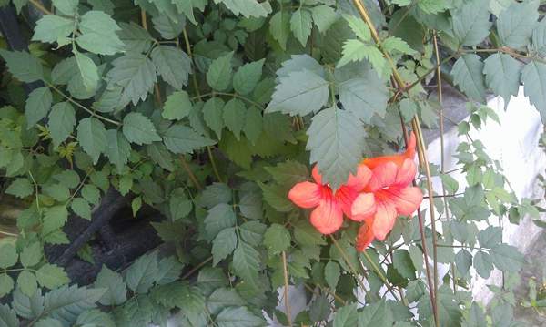 沭陽的凌霄花 沭陽的凌霄花