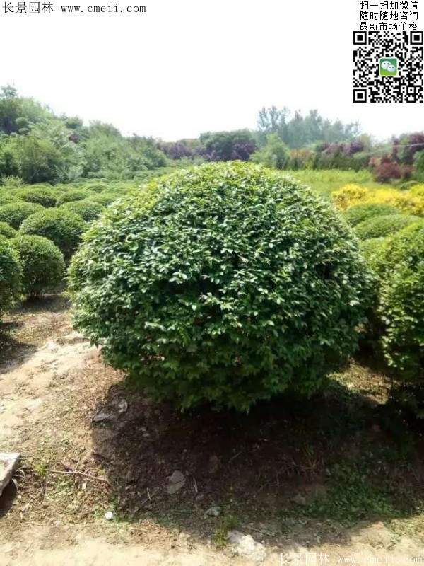 小葉女貞球--長景園林 小葉女貞球--長景園林