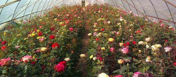 玫瑰花苗 玫瑰花苗