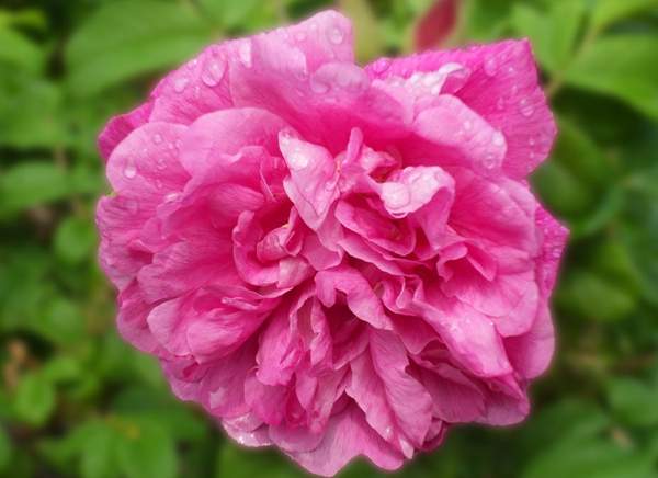 四季玫瑰 四季玫瑰