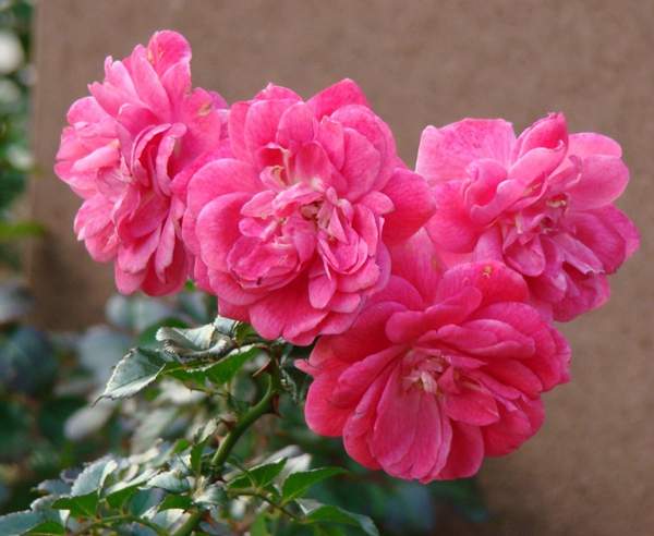 四季玫瑰 四季玫瑰