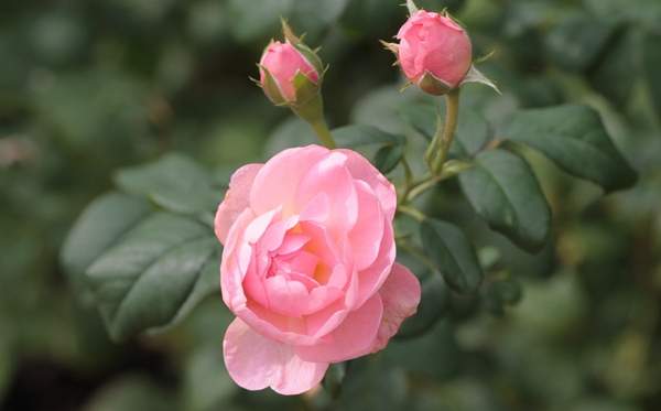 玫瑰多少錢一棵