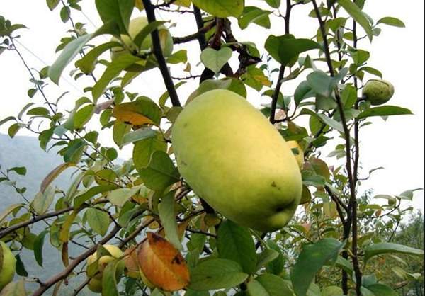 木瓜樹的價值 木瓜樹的價值