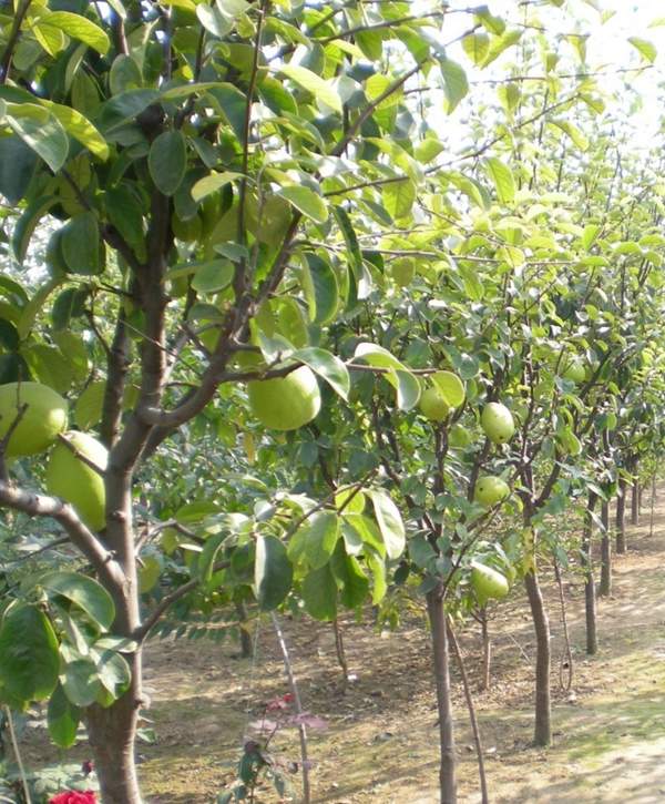 2016木瓜價格 2016木瓜價格