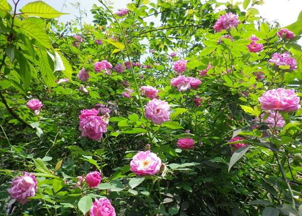 薔薇商家 薔薇商家