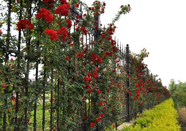 沭陽(yáng)薔薇花