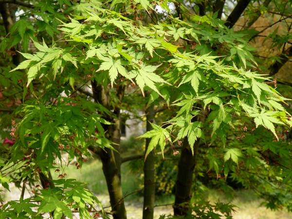 青楓樹銷售 青楓樹銷售