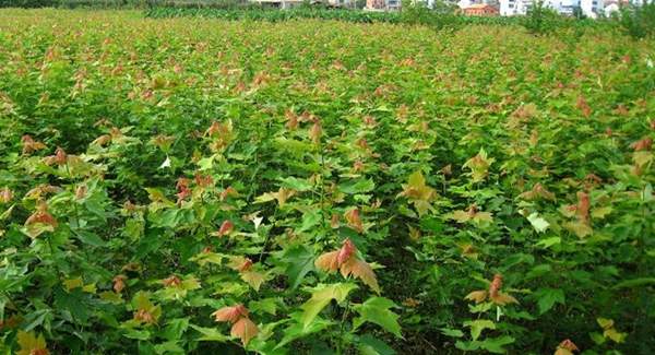 青楓樹價格 青楓樹價格