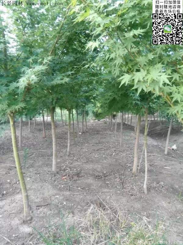 青楓樹價格 青楓樹價格