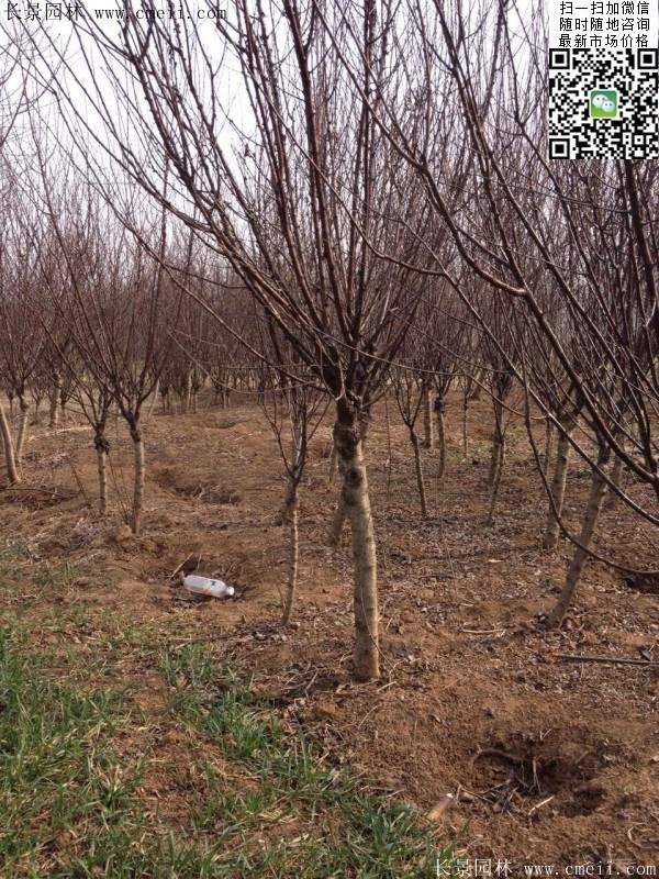 沭陽(yáng)榆葉梅的價(jià)格 沭陽(yáng)榆葉梅的價(jià)格