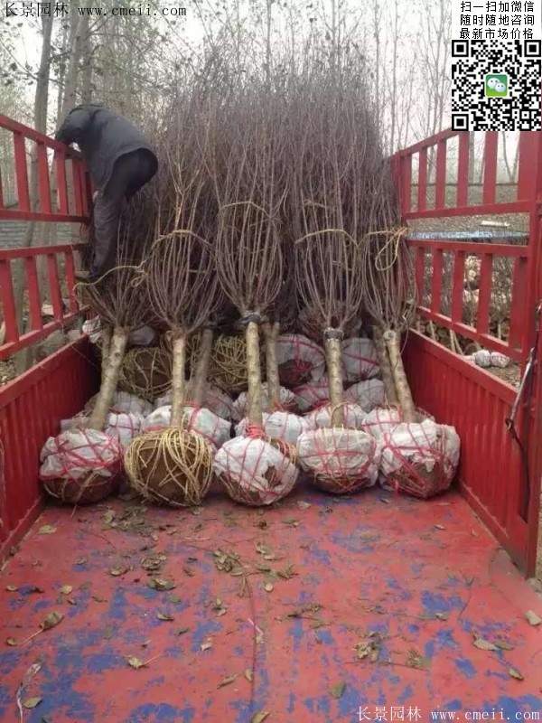 種植榆葉梅 種植榆葉梅