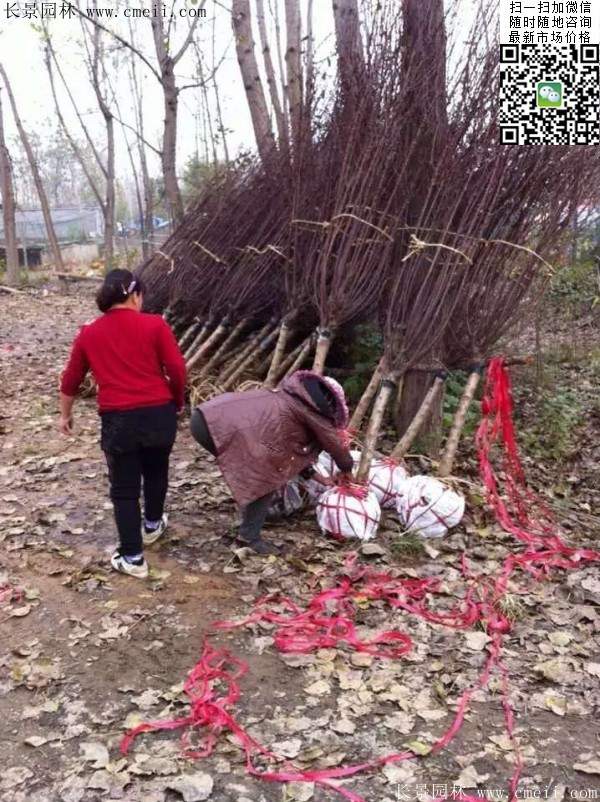 種植榆葉梅 種植榆葉梅