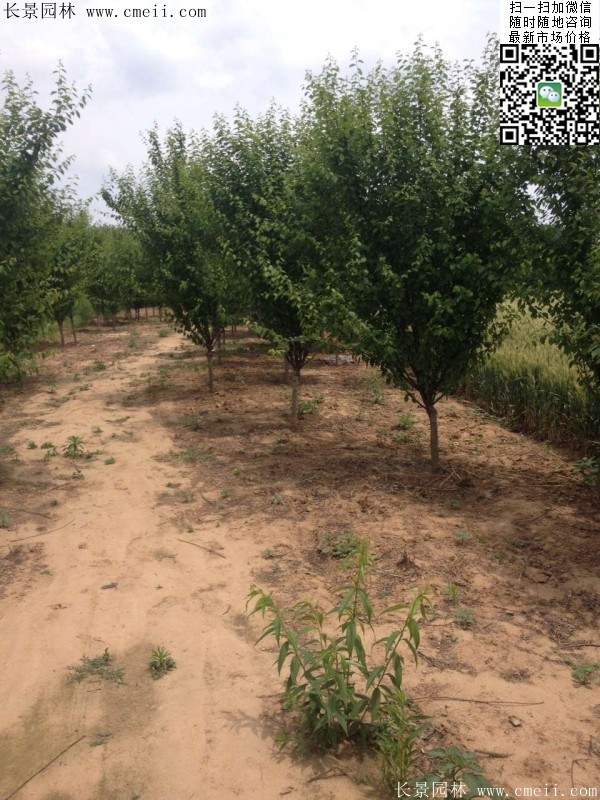 沭陽榆葉梅規格 沭陽榆葉梅規格