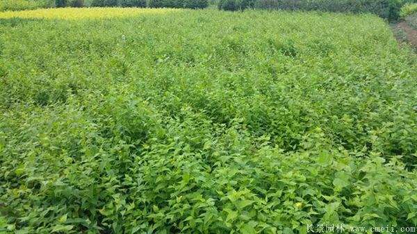 沭陽棣棠苗 沭陽棣棠苗