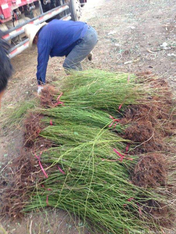 黃花棣棠 黃花棣棠