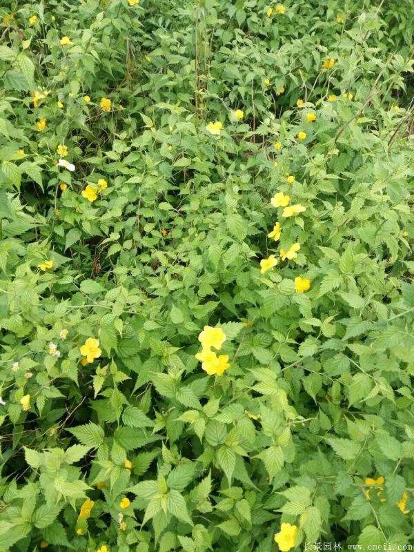 棣棠花多少錢 棣棠花多少錢