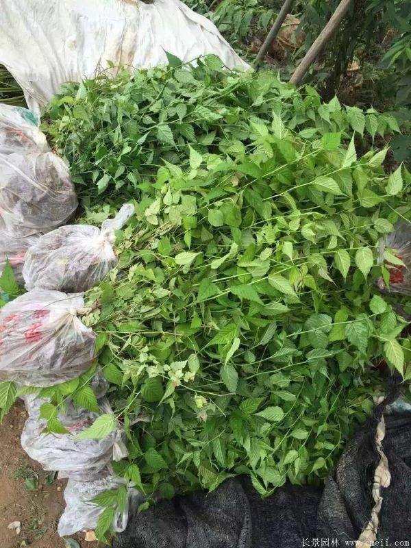 棣棠花多少錢 棣棠花多少錢