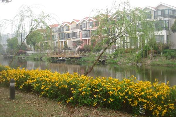 河道邊的棣棠花 河道邊的棣棠花