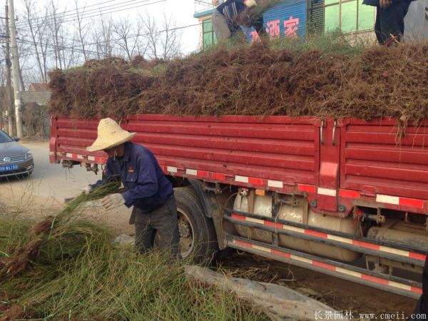 沭陽(yáng)棣棠苗