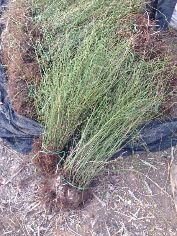 沭陽單重瓣棣棠花價格