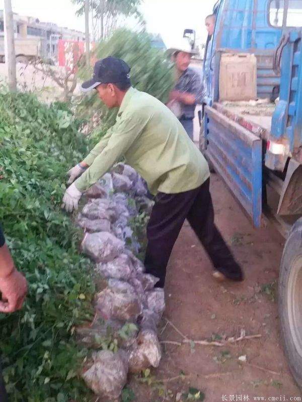 優質精品棣棠花