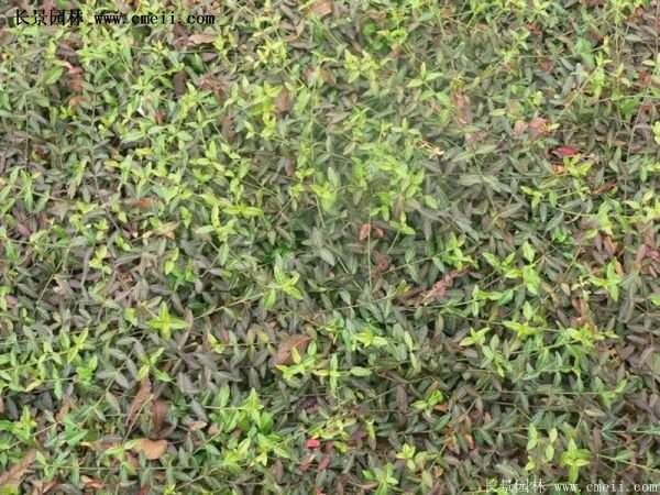 沭陽(yáng)扶芳藤種植基地