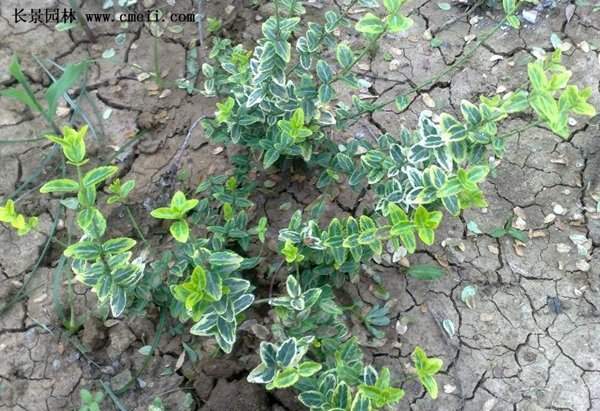 金邊扶芳藤 金邊扶芳藤