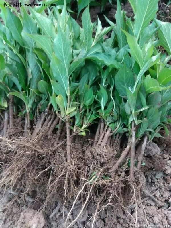 沭陽紅王子錦帶 沭陽紅王子錦帶