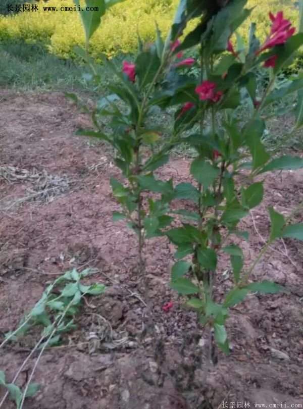 沭陽紅王子錦帶 沭陽紅王子錦帶