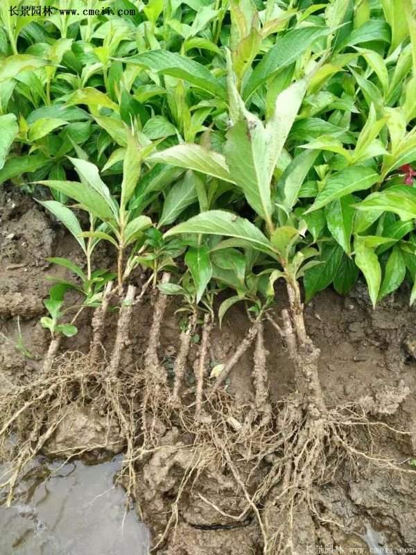 紅王子錦帶規格 紅王子錦帶規格