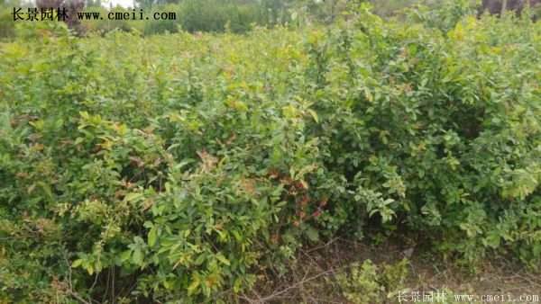 紅王子錦帶規格 紅王子錦帶規格