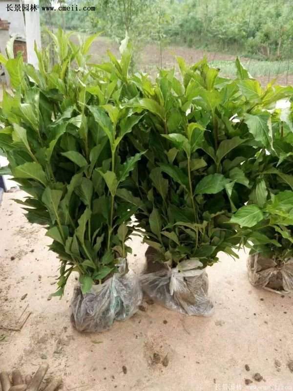 紅王子錦帶規格 紅王子錦帶規格