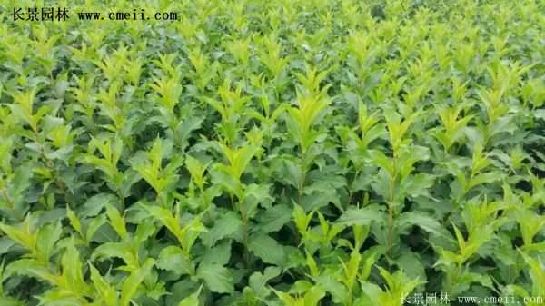 紅王子錦帶規格 紅王子錦帶規格