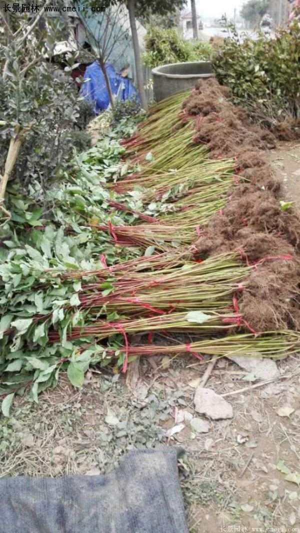 沭陽(yáng)紅瑞木價(jià)格