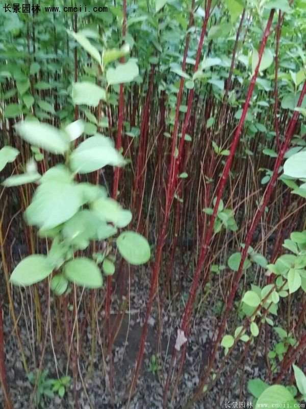 沭陽特價紅瑞木苗