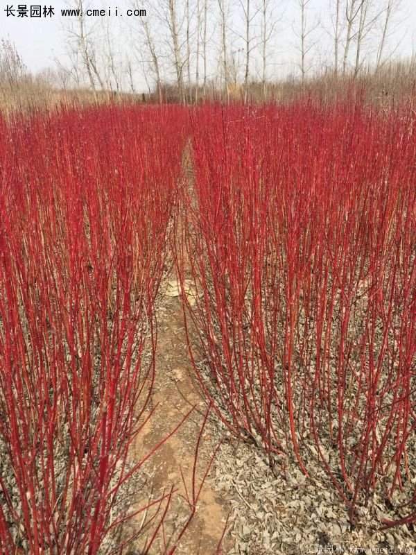 沭陽特價紅瑞木苗