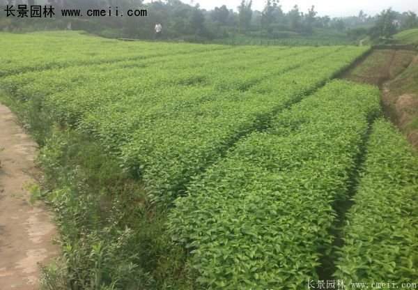 沭陽紅瑞木價格