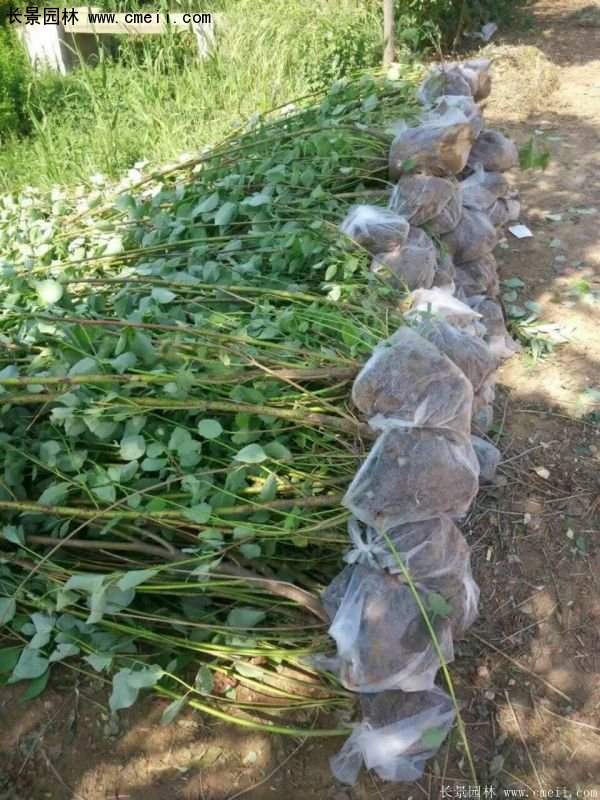 沭陽紅瑞木價格