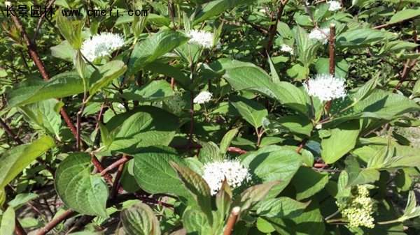 沭陽紅瑞木 沭陽紅瑞木