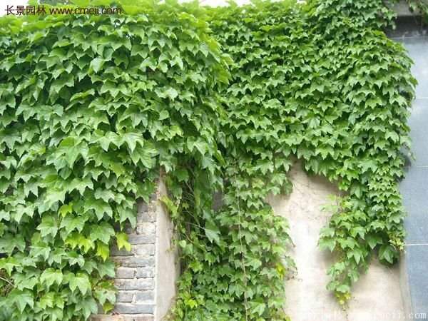 爬山虎怎么種?