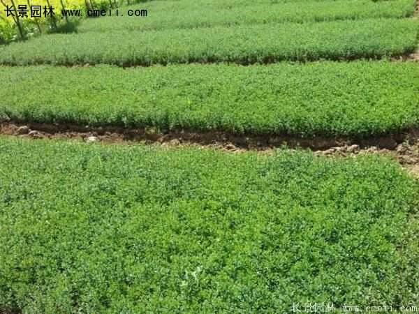 沭陽迎春花 沭陽迎春花