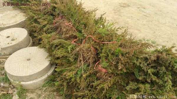 沭陽的地柏 沭陽的地柏