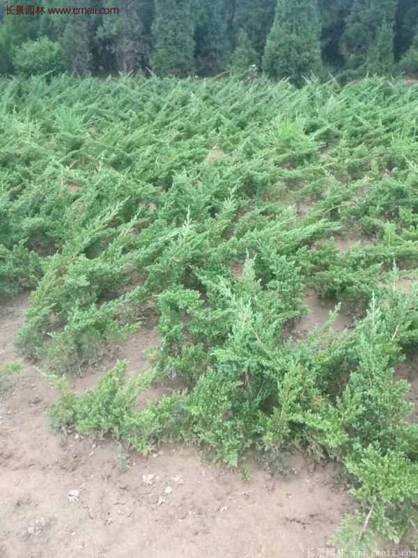 沭陽地柏的優勢 沭陽地柏的優勢