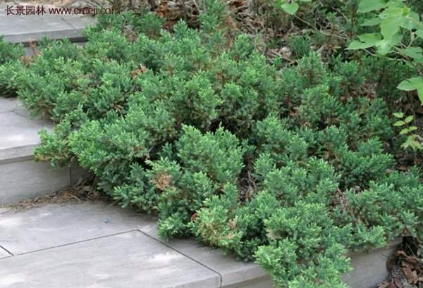 沭陽地柏苗的價格