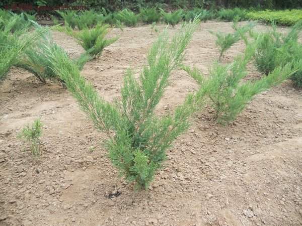 沭陽沙地柏基地 沭陽沙地柏基地