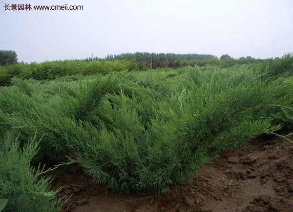 沭陽沙地柏基地 沭陽沙地柏基地