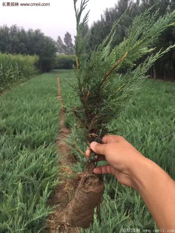 沙地柏基地 沙地柏基地